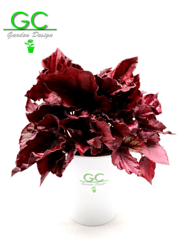 Begonia blad  Magic colours "super red"