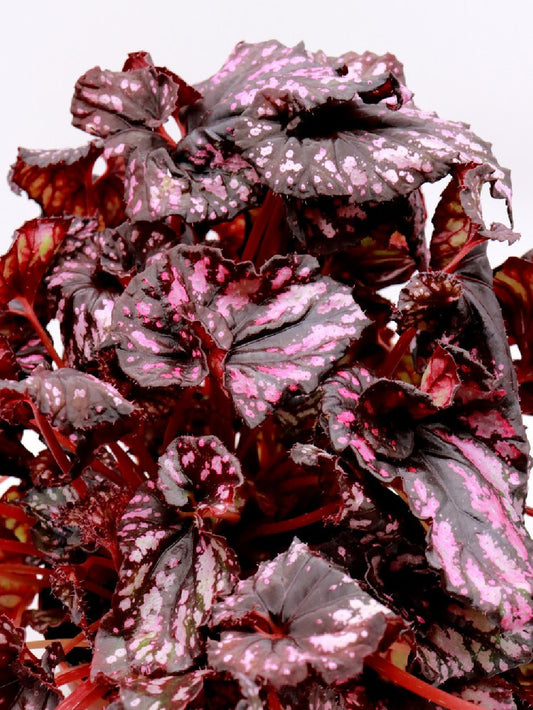Begonia blad magic colour PURPLE