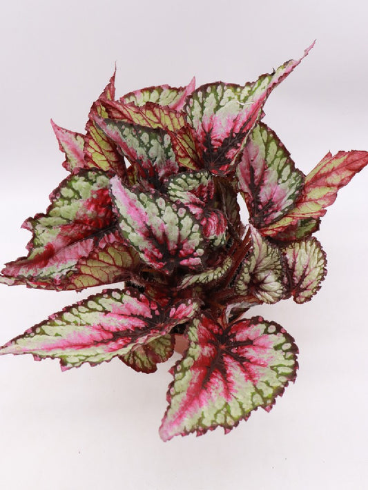 Begonia blad magic colour green & pink