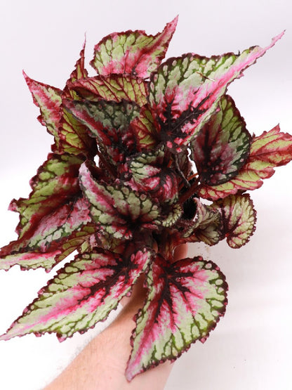 Begonia blad magic colour green & pink