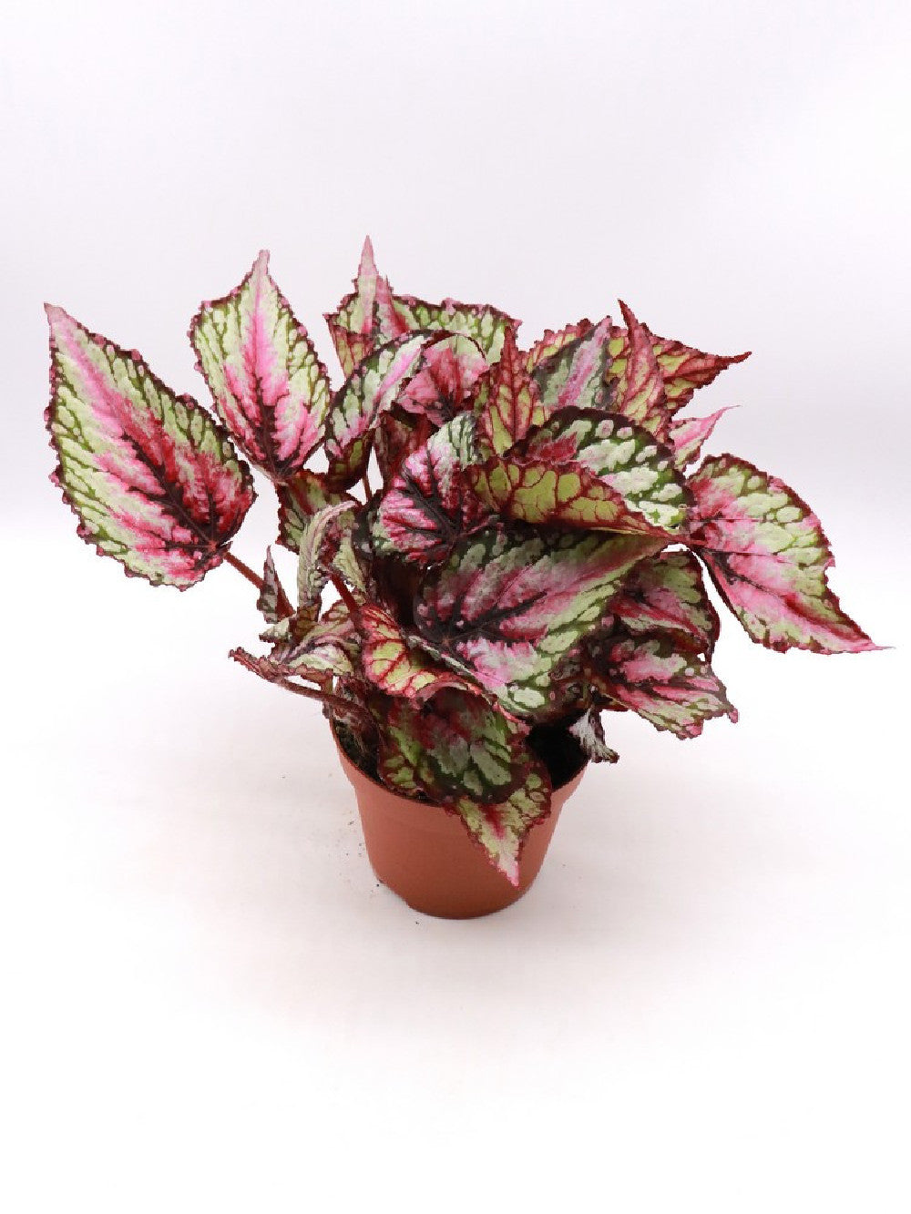 Begonia blad magic colour green & pink