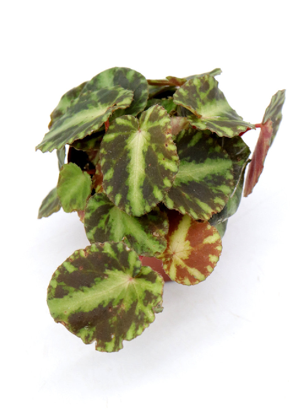 Begonia cleopatrae