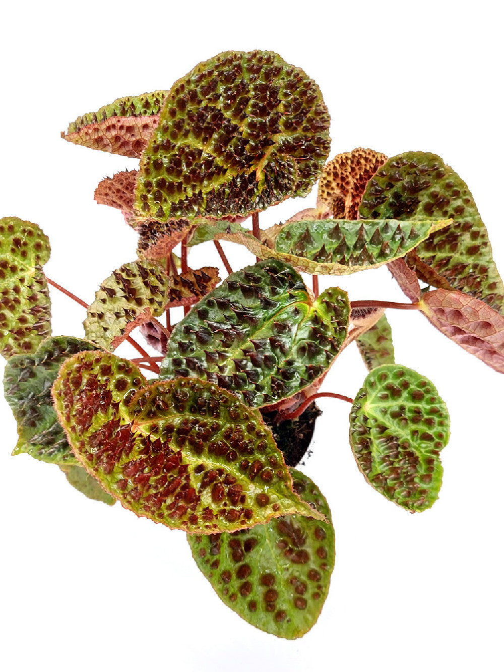 Begonia ferox