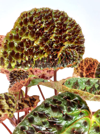 Begonia ferox