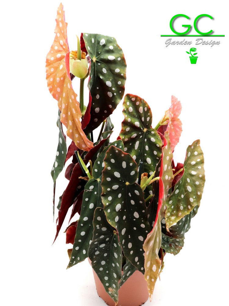 Begonia maculata