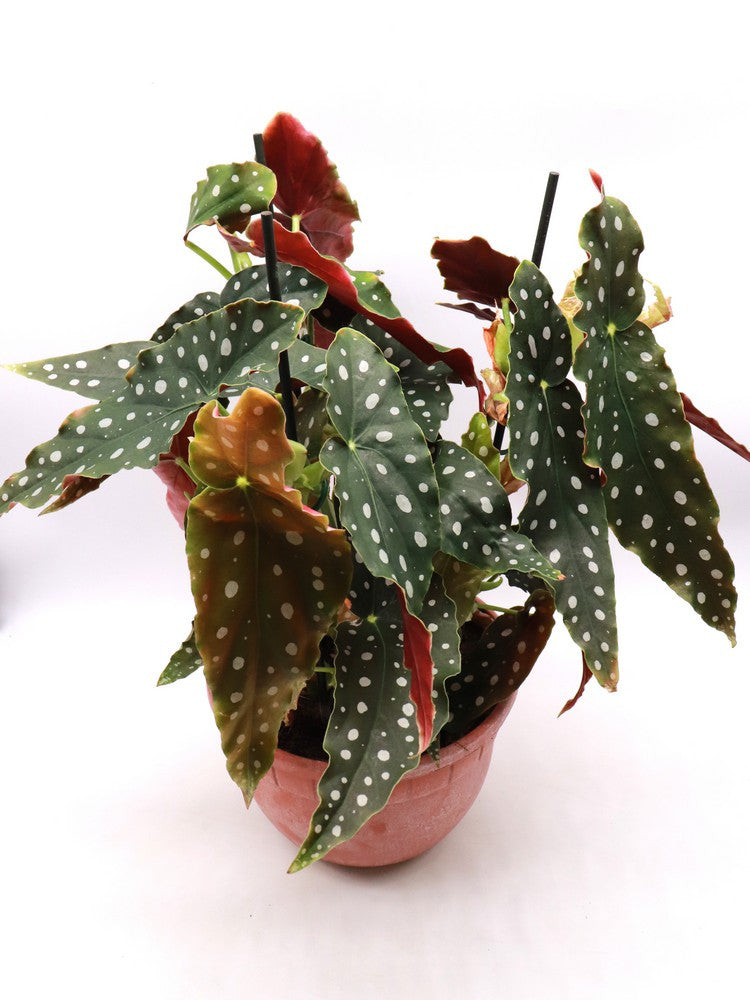 Begonia maculata