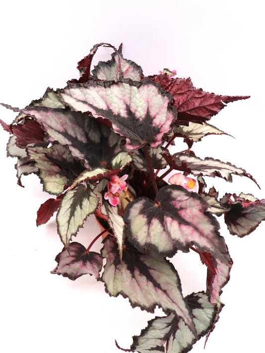 Begonia magic colour "Dark and pink"