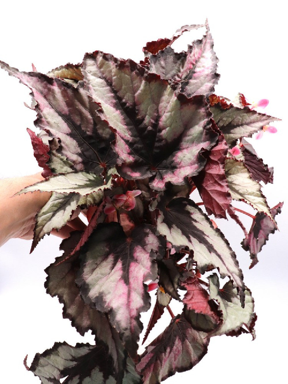 Begonia magic colour "Dark and pink"