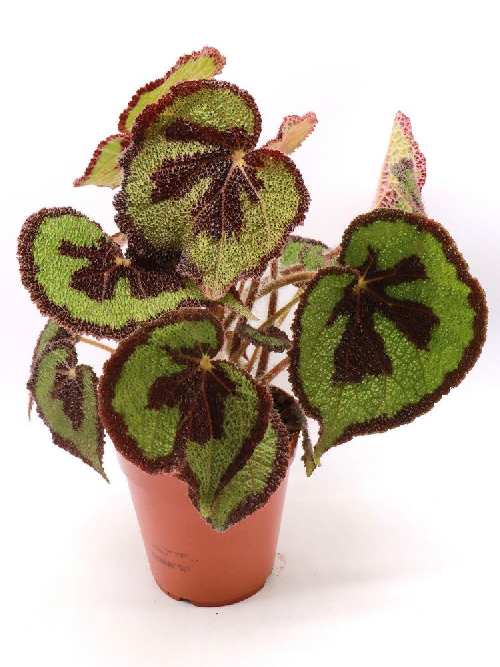 Begonia masoniana  XL Size