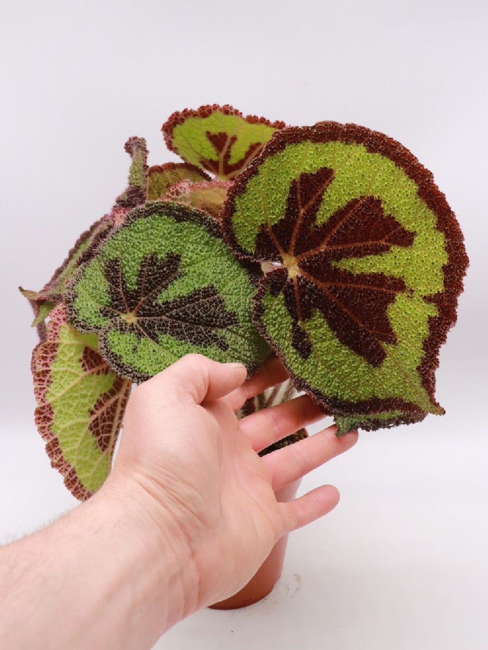 Begonia masoniana  XL Size