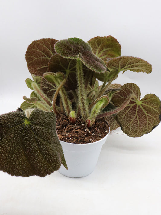 Begonia masoniana river