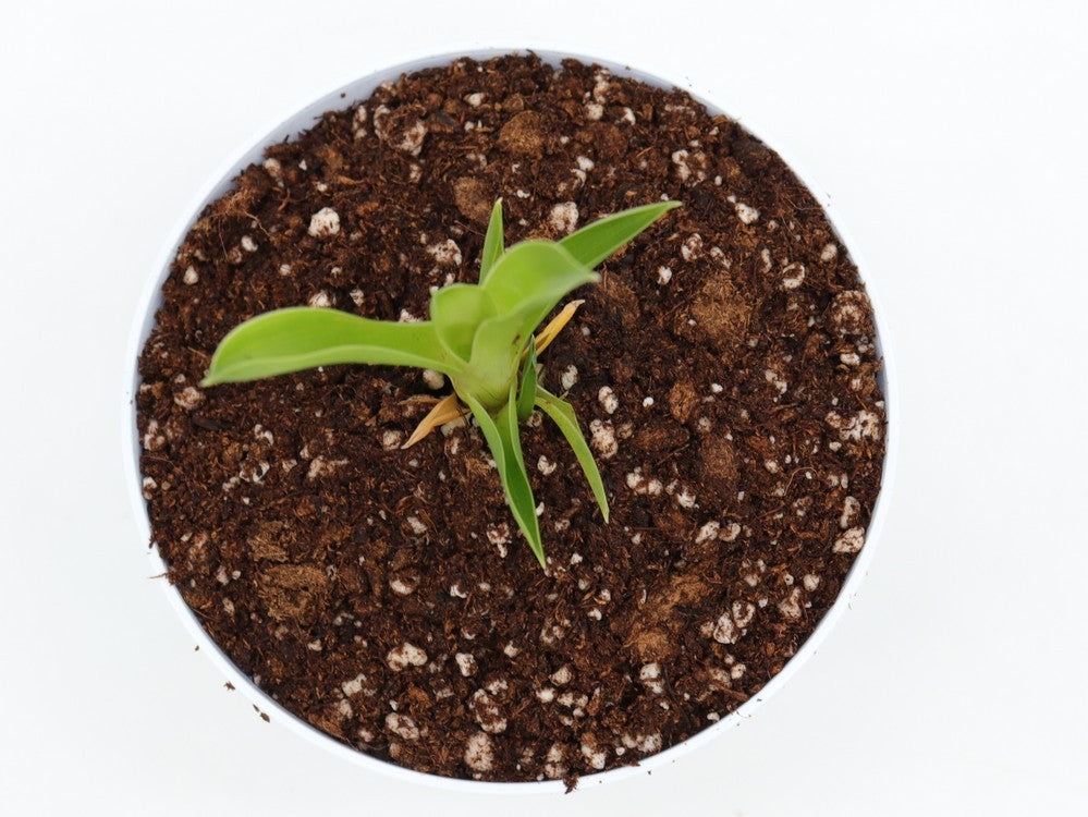 Brocchinia reducta  France Strain