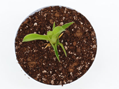 Brocchinia reducta  France Strain