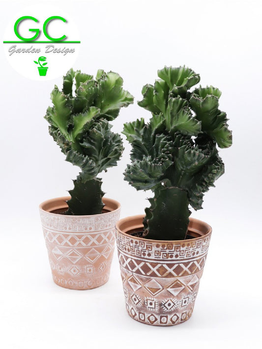 Cactus in vaso "Mexico"