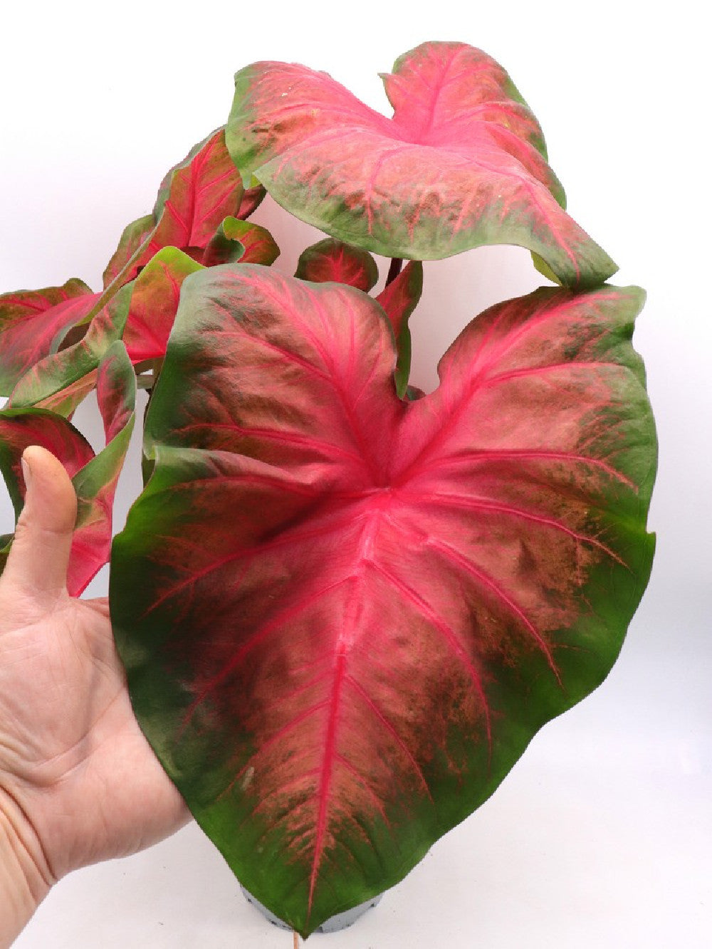 Caladium "Red & Green"