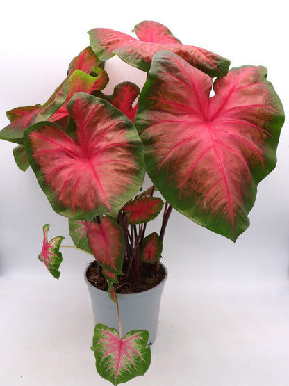 Caladium "Red & Green"