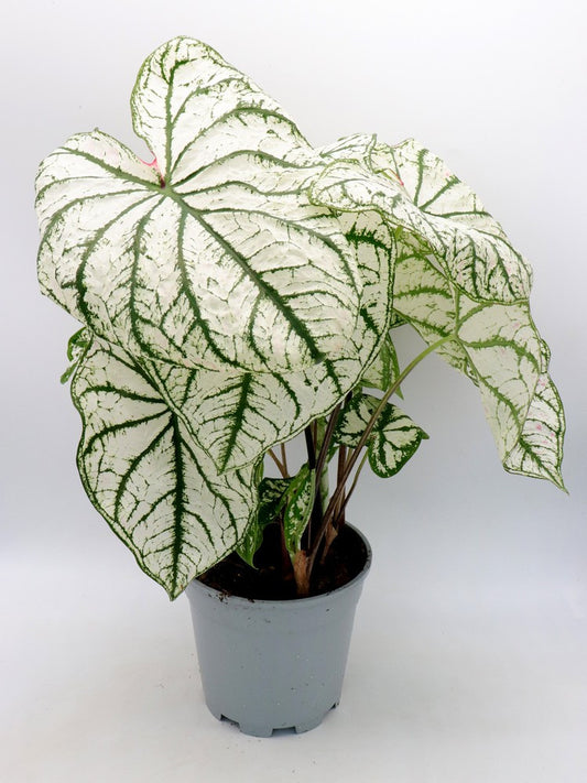 Caladium "White"