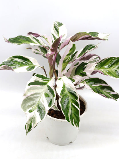 Calathea "Fusion White"