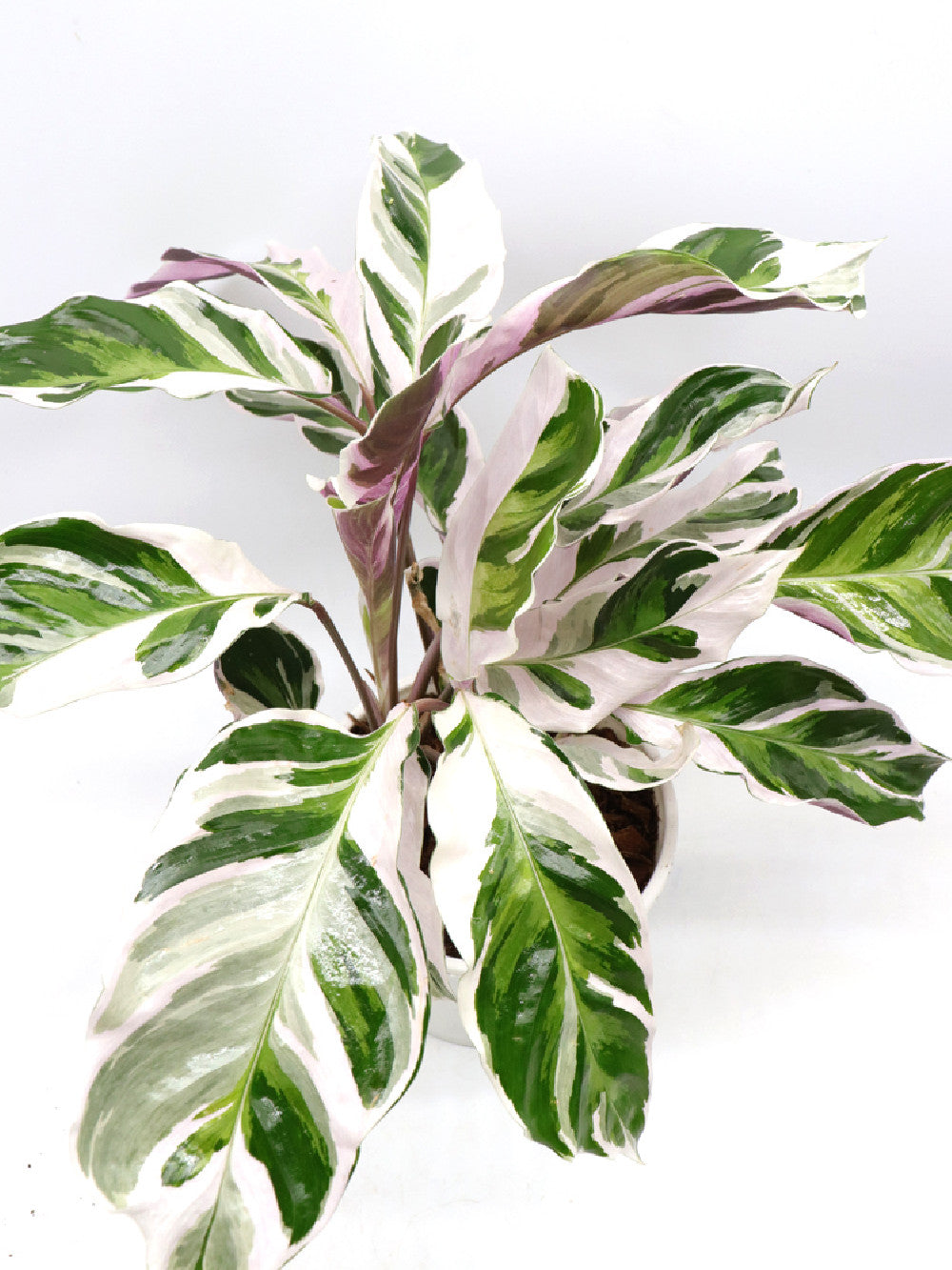 Calathea "Fusion White"