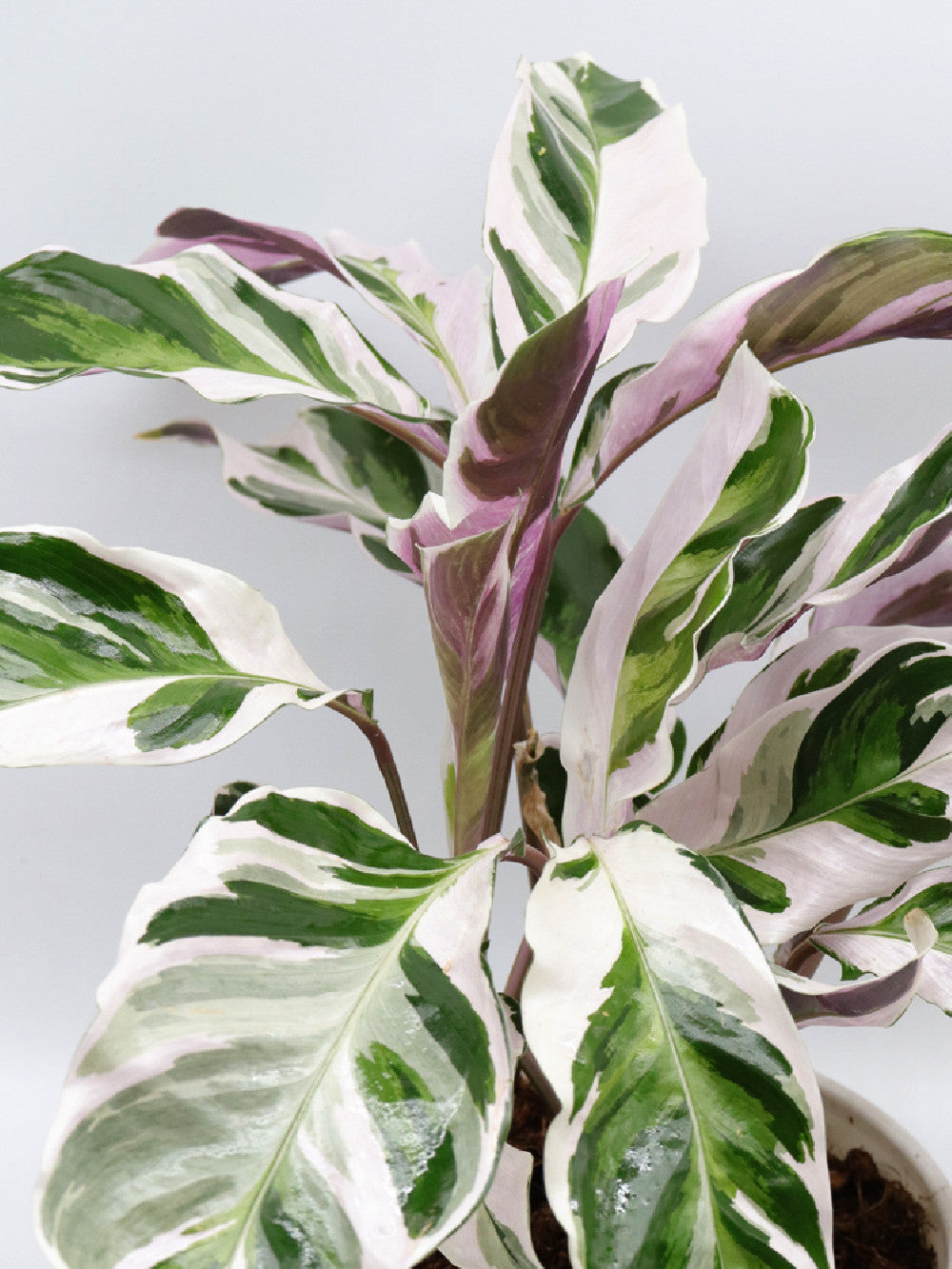 Calathea "Fusion White"