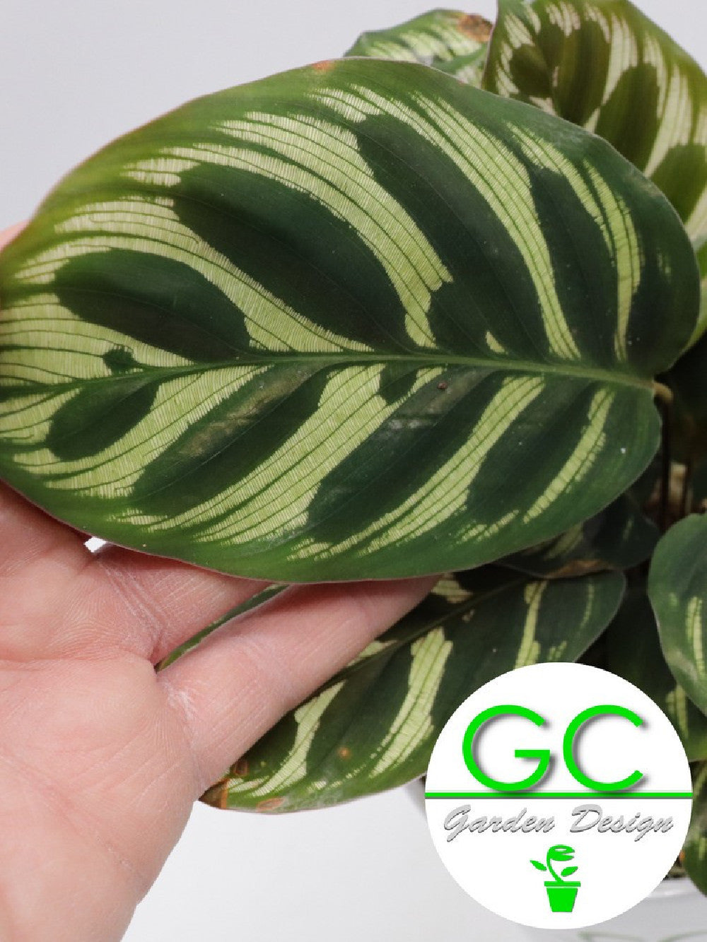 Calathea makoyana