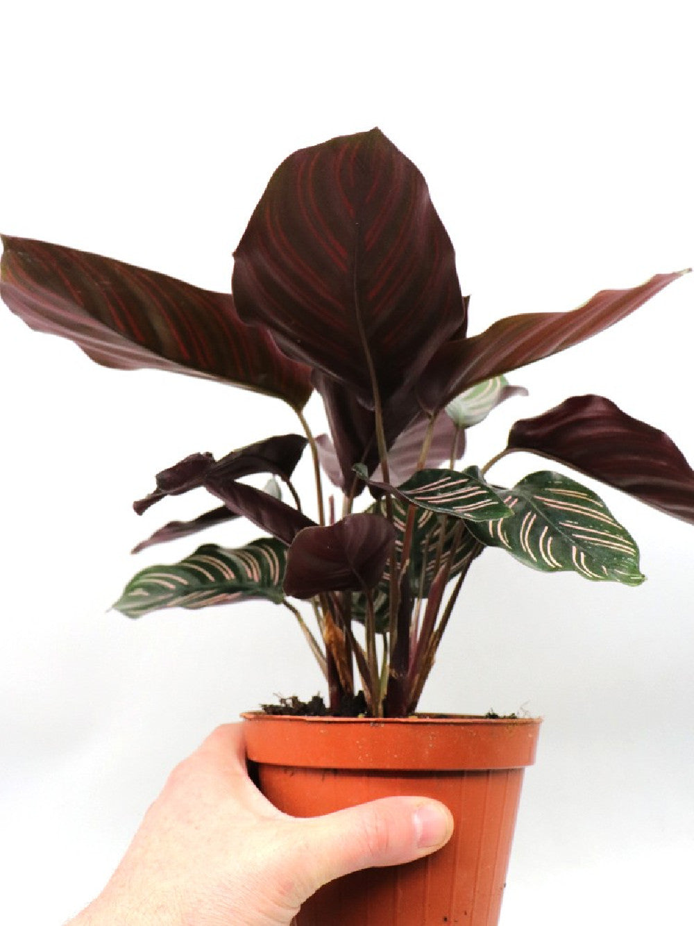 Calathea maranta ornata