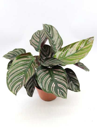 Calathea maranta ornata