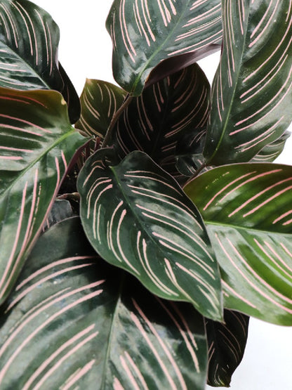 Calathea maranta ornata