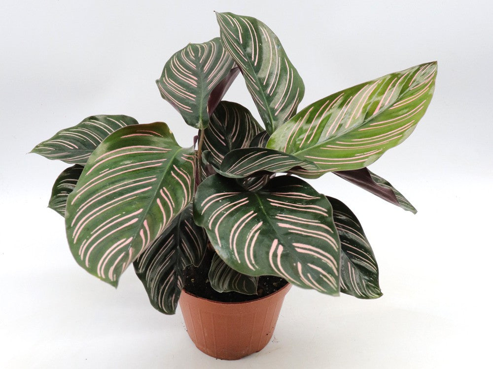 Calathea maranta ornata