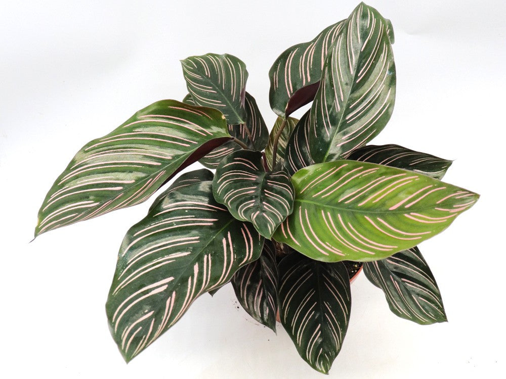 Calathea maranta ornata