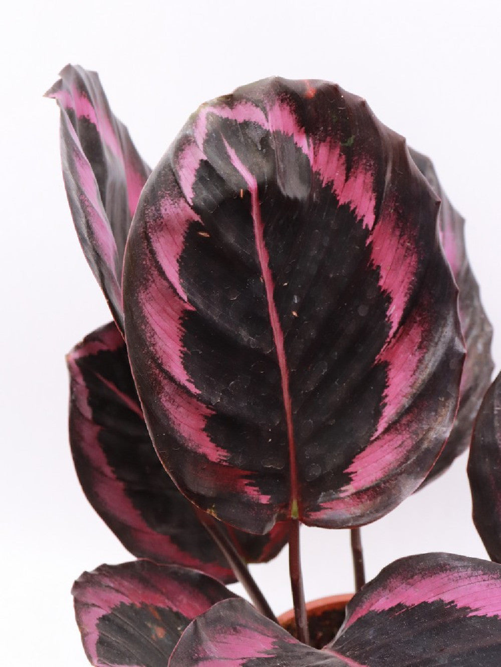 Calathea roseopicta