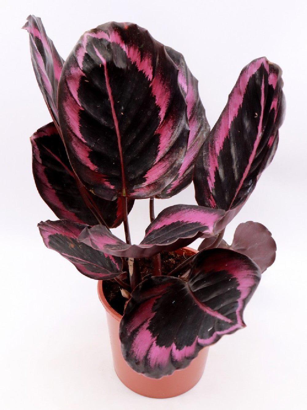 Calathea roseopicta