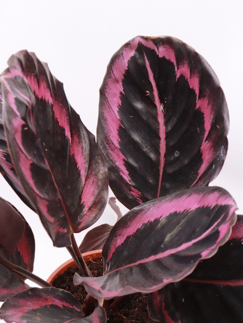 Calathea roseopicta