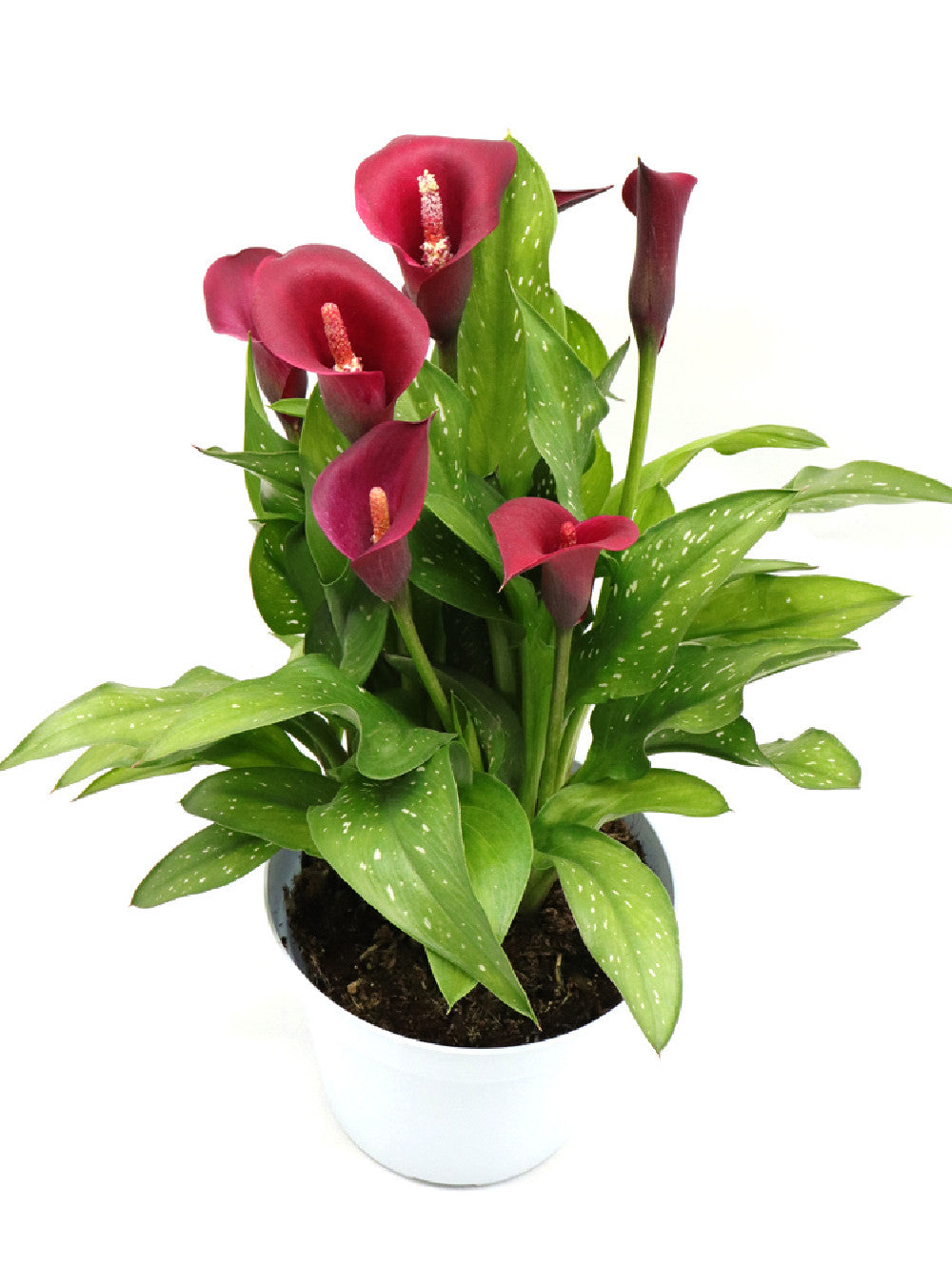 Calla del Circeo "Purple"