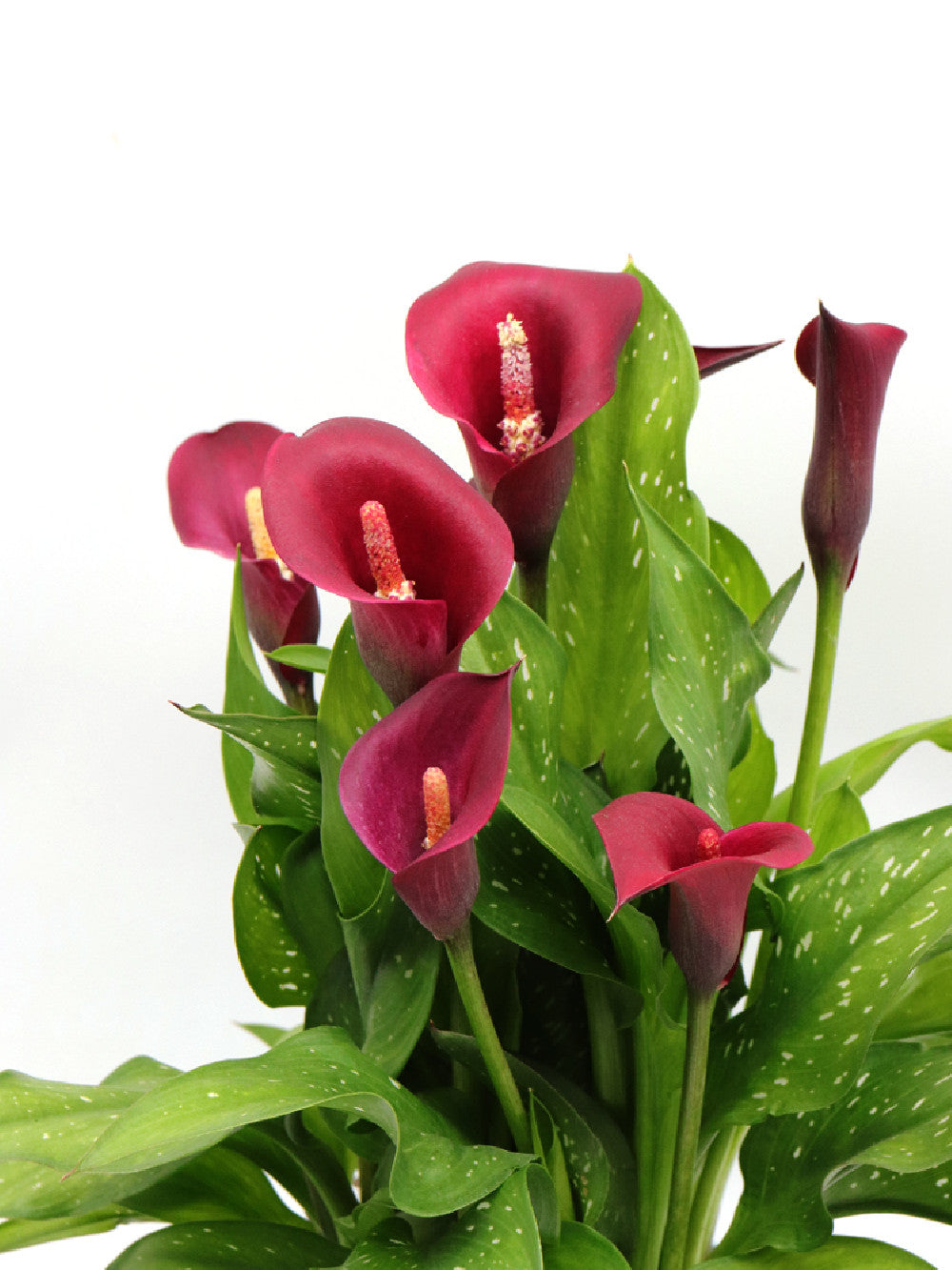 Calla del Circeo "Purple"