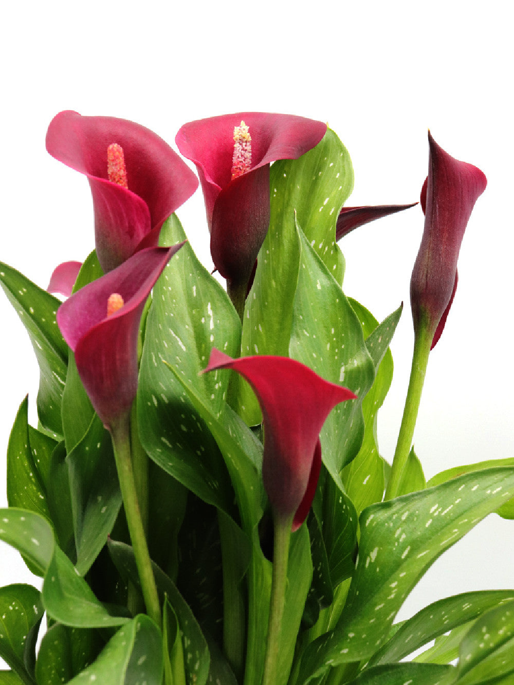 Calla del Circeo "Purple"