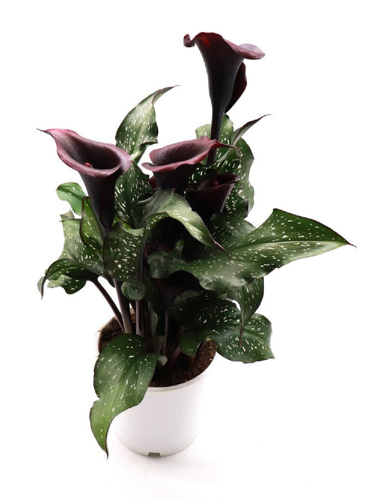 Calla variegata "Black flower"