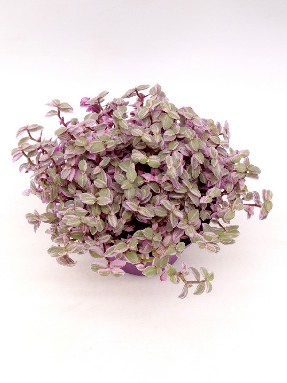 Callisia "Magic pink"