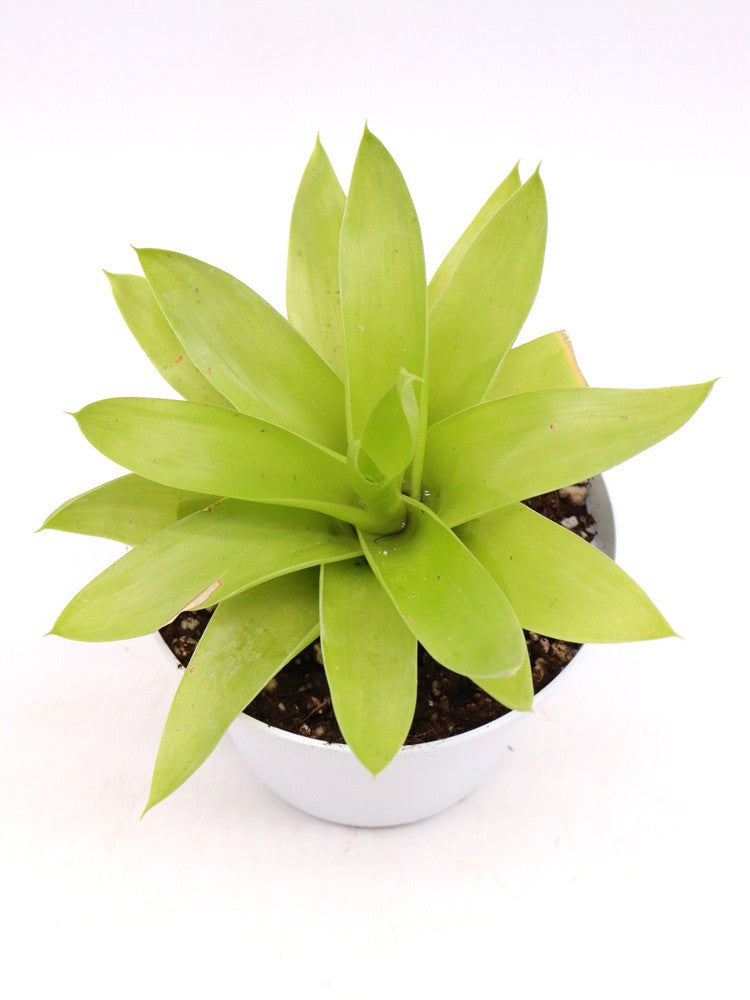 Catopsis berteroniana Near Santa Elena, Gran Sabana, Venezuela L