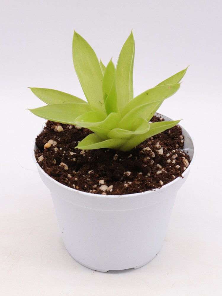 Catopsis berteroniana Near Santa Elena, Gran Sabana, Venezuela L