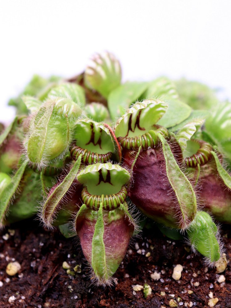 Cephalotus follicularis "Danish Clone"