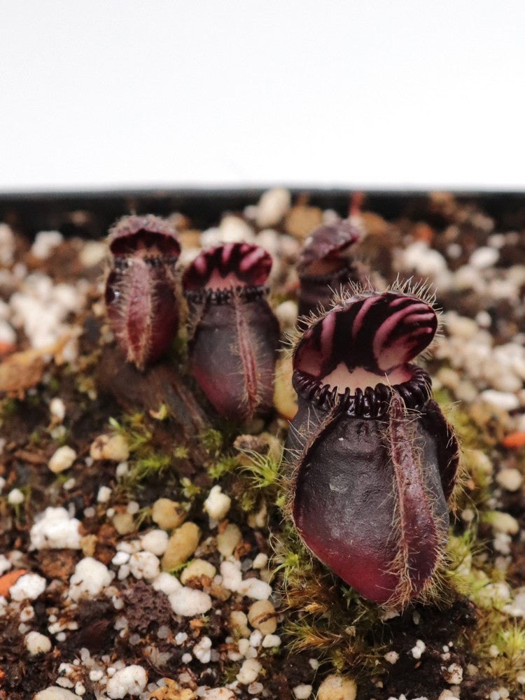 Cephalotus follicularis "Very dark form" Clone 04