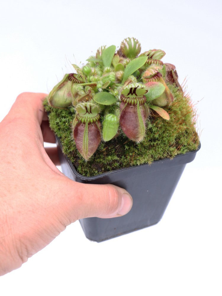 Cephalotus follicularis " Holland clone "