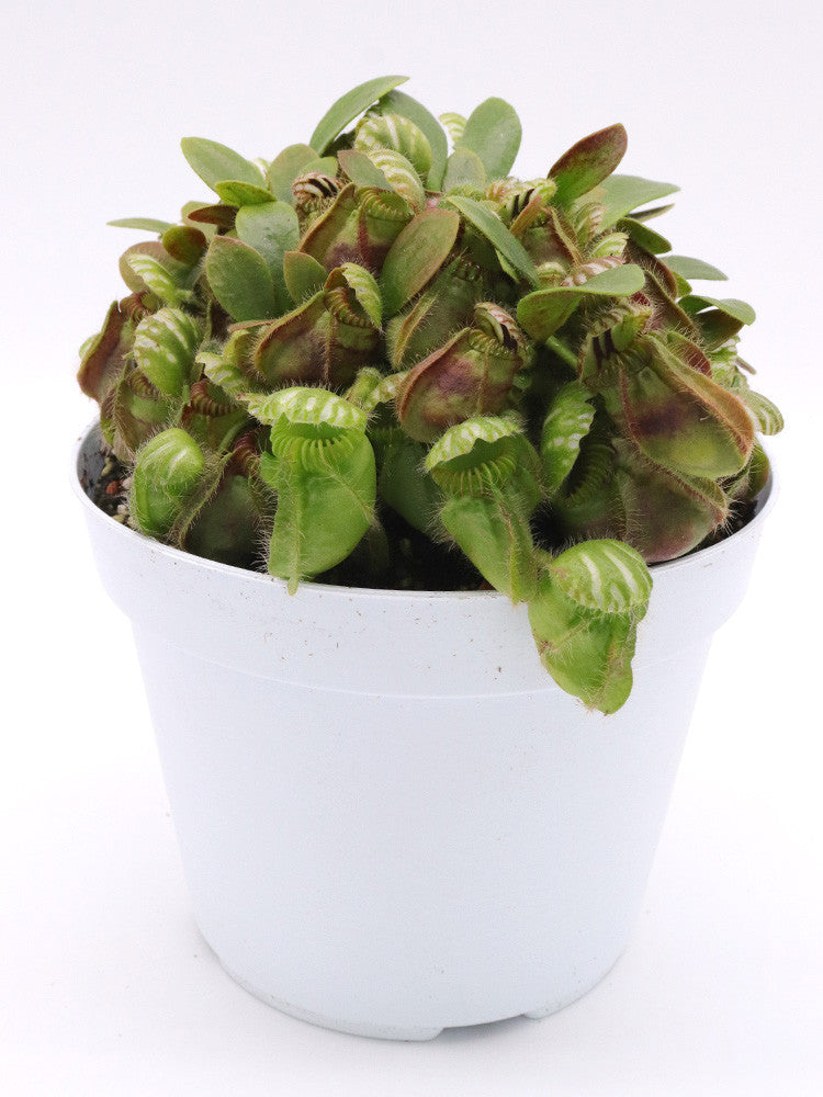 Cephalotus follicularis " Holland clone "