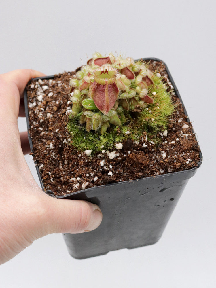 Cephalotus follicularis " Holland clone "