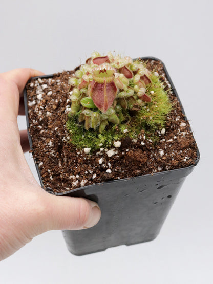 Cephalotus follicularis " Holland clone "