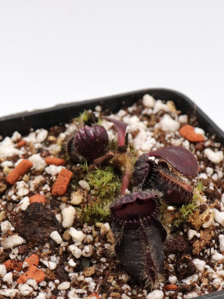 Cephalotus follicularis  "Very dark form" Clone 11