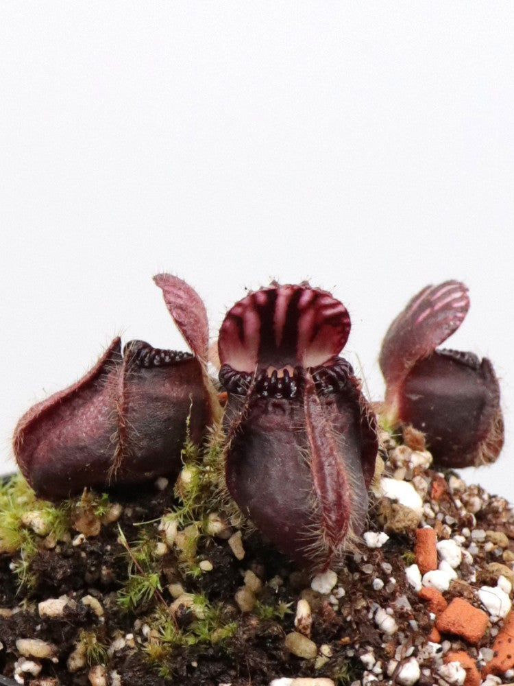 Cephalotus follicularis  "Very dark form"  Clone 14