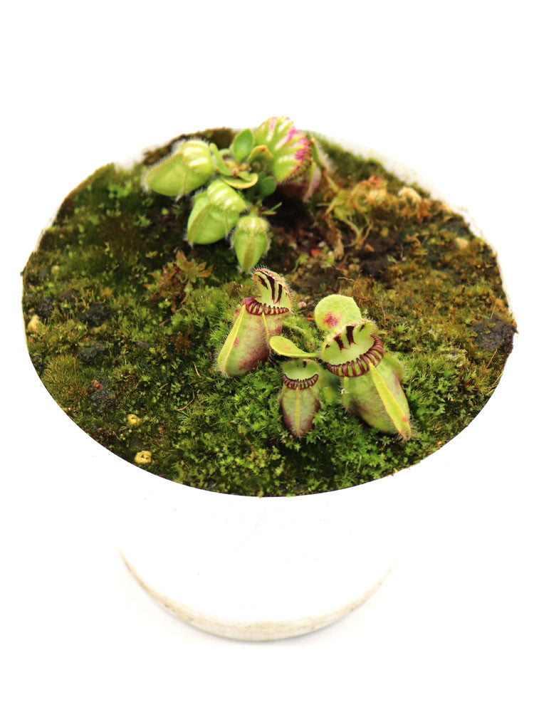 Cephalotus follicularis  from Ledge Bay, Albany AU - Different Wild clones, Allen Lowrie