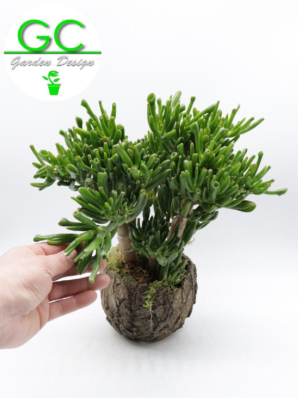 Crassula Hobbit in vaso meteorite – Giardino Carnivoro